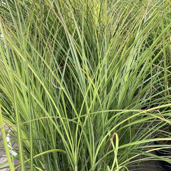 Olifantengras - Miscanthus sinensis 'Gracillimus'