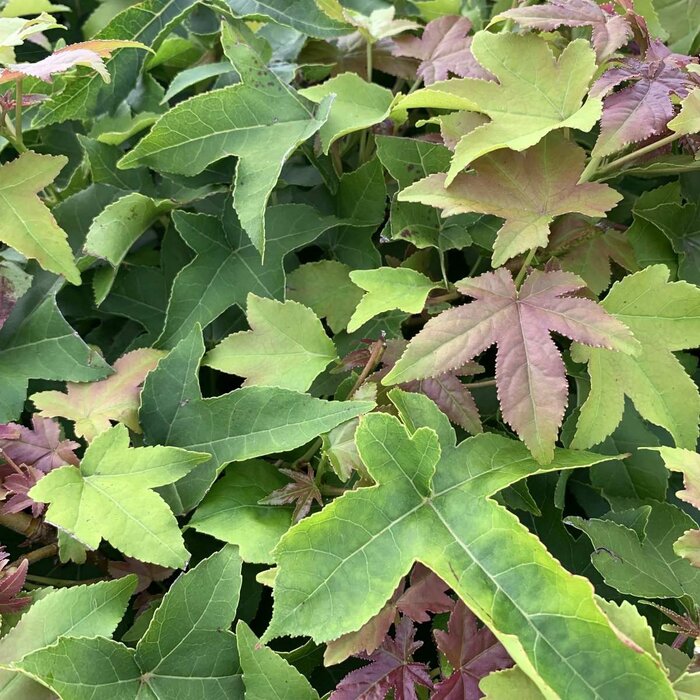 Bolamberboom op stam  - Liquidambar styraciflua 'Gum Ball'