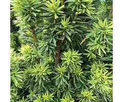 Venijnboom - Taxus baccata 'David'