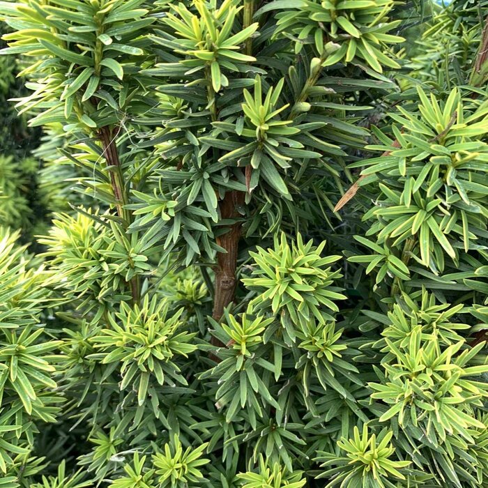 Venijnboom - Taxus baccata 'David'