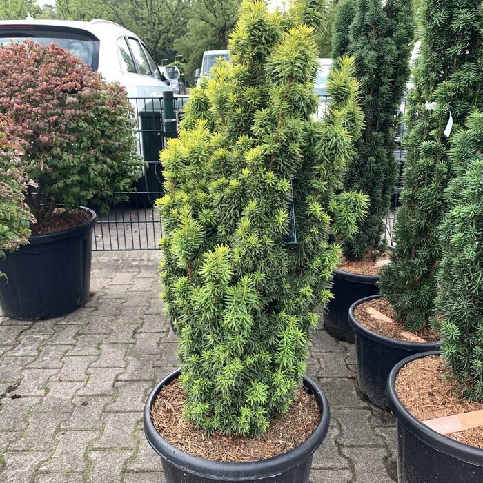 Venijnboom - Taxus baccata 'David'