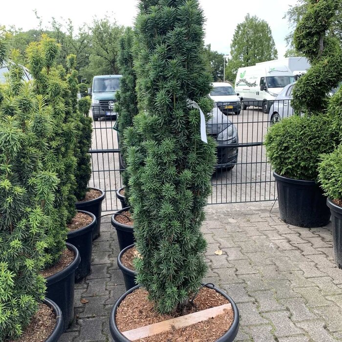 Taxus - Taxus baccata 'Fastigiata Robusta'