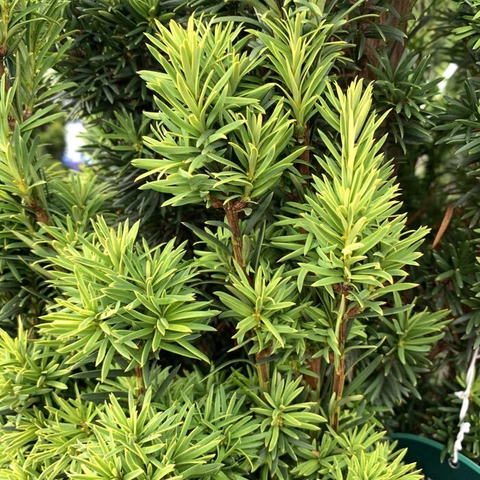 Ierse taxus - Taxus baccata 'Fastigiata Aurea'