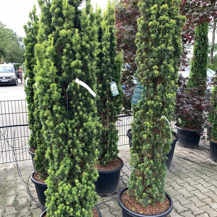 Ierse taxus - Taxus baccata 'Fastigiata Aurea'