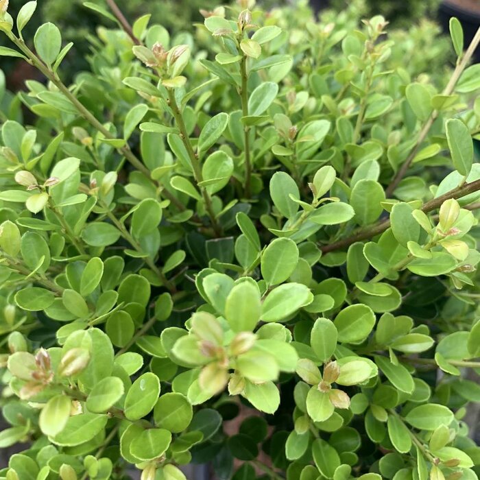 Ilex crenata Green Hedge - Hulsthaag (Kale wortel)