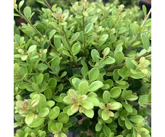 Hulsthaag - Ilex crenata 'Green Hedge'