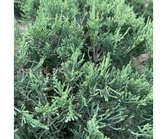 Jeneverbes - Juniperus virginiana 'Grey Owl'