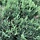Jeneverbes - Juniperus virginiana 'Grey Owl'