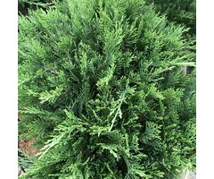 Jeneverbes - Juniperus sabina 'Tamariscifolia'
