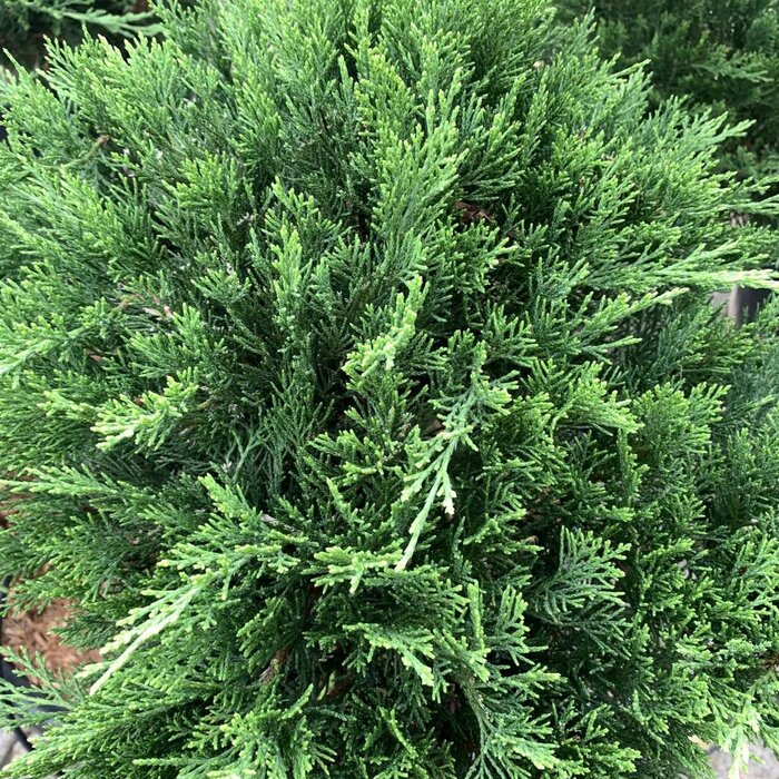 Jeneverbes - Juniperus sabina 'Tamariscifolia'