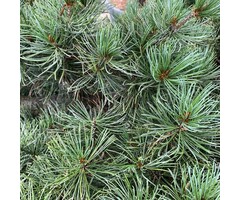 Japanse witte den - Pinus parviflora 'Tempelhof'
