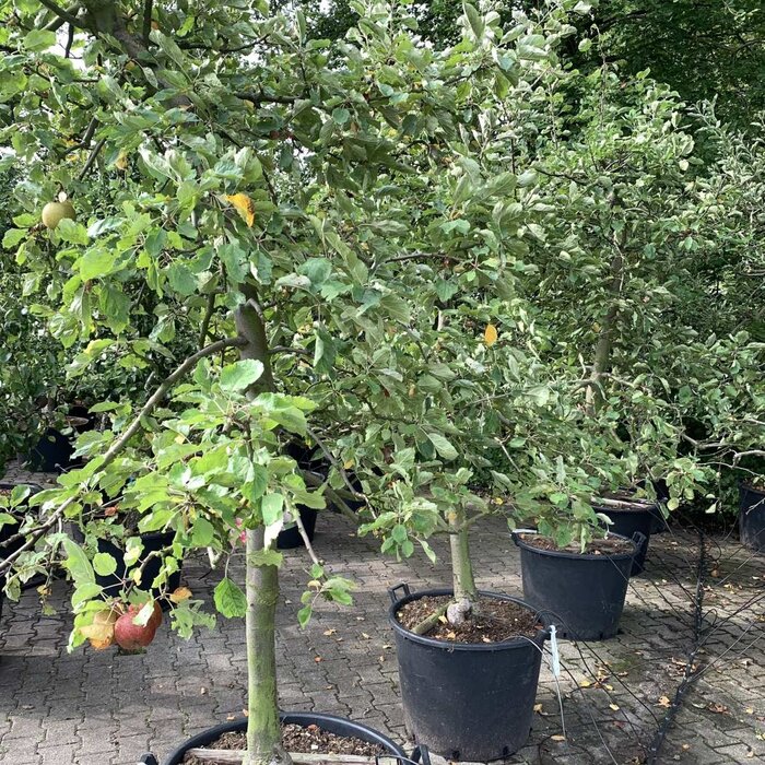Oude Appelboom - Malus domestica 'Jonagold' karakterstruik