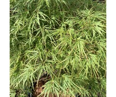 Japanse esdoorn op stam - Acer palmatum 'Dissectum'