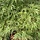 Japanse esdoorn op stam - Acer palmatum 'Dissectum'