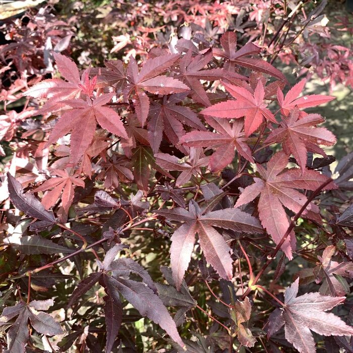 Japanse esdoorn (Acer palmatum 'Atropurpureum')