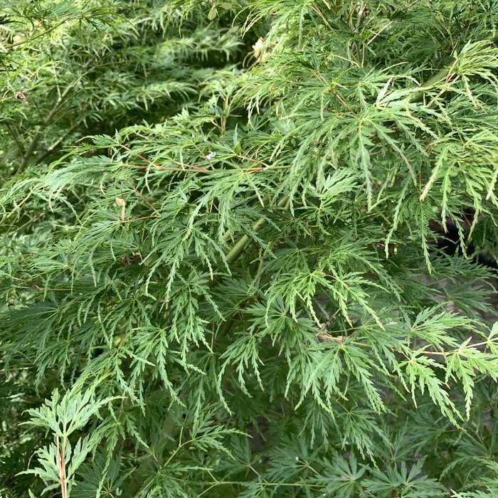 Japanse esdoorn (Acer palmatum 'Seiryu')