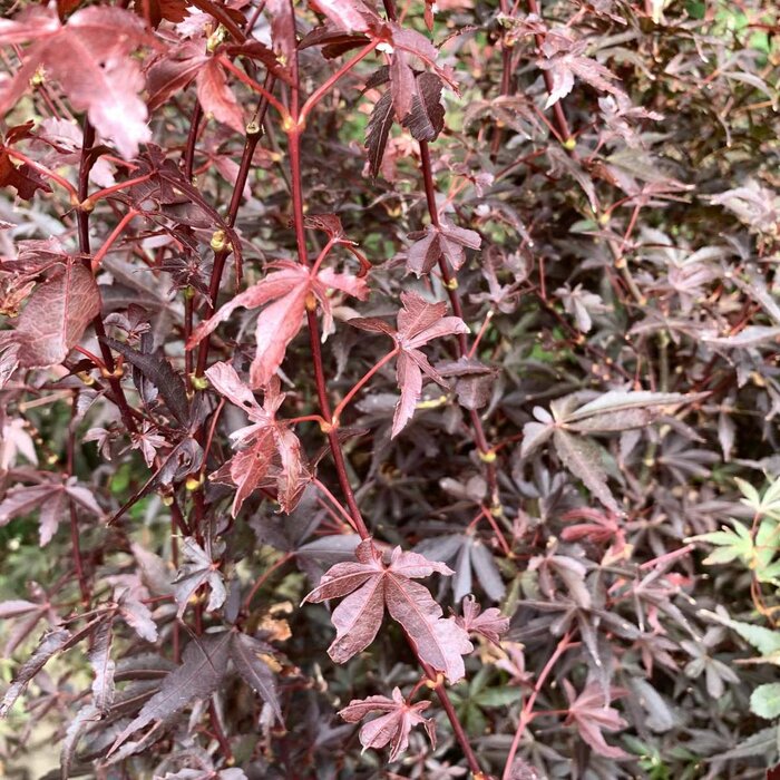 Japanse esdoorn (Acer palmatum 'Skeeter's Broom')