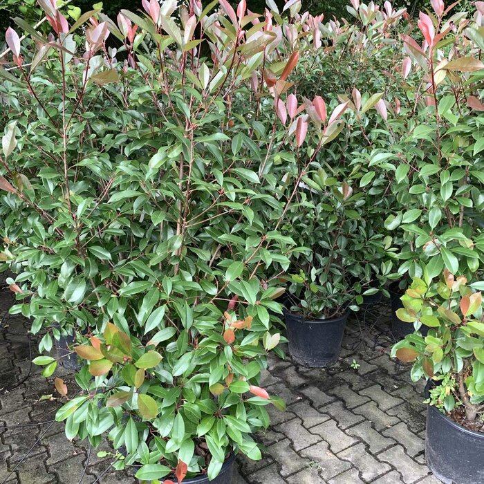 Glansmispel haag - Photinia fraseri 'Red Robin'