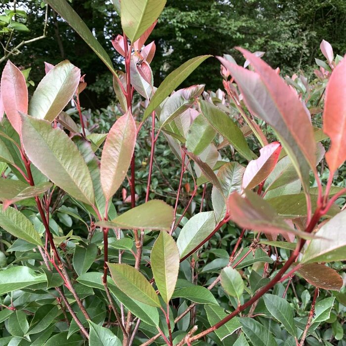 Glansmispel haag - Photinia fraseri 'Red Robin'