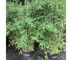 Niet woekerende bamboe - Fargesia robusta 'Pingwu'
