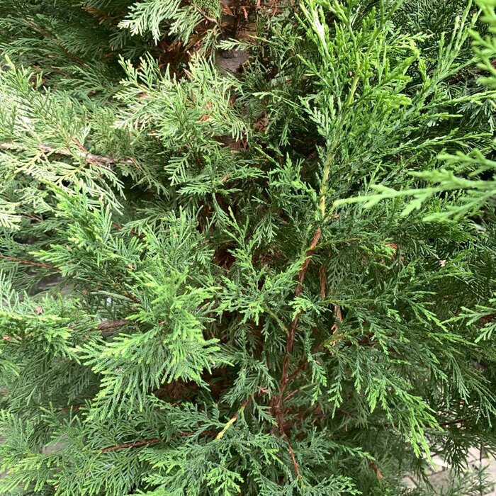 Snelgroeiende haagconifeer - Cupressocyparis leylandii