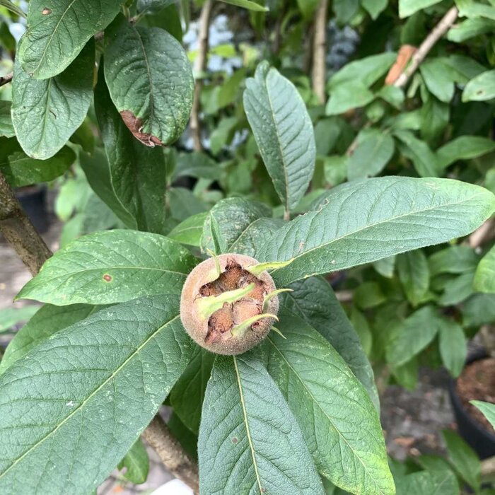 Mespilus germanica - Mispel (Kale wortel) PRE-ORDER