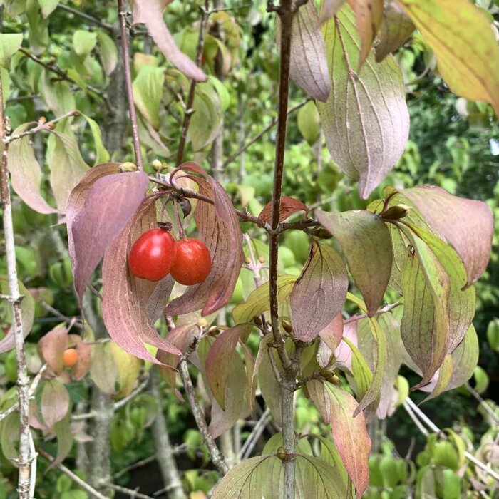Gele kornoelje (Cornus mas)