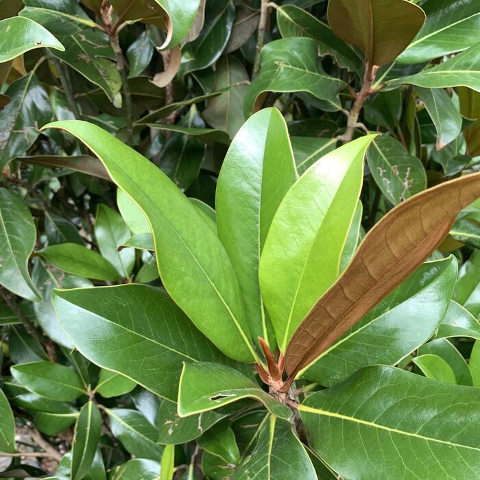 Beverboom (Struik) - Magnolia grandiflora 'Galissonnière'