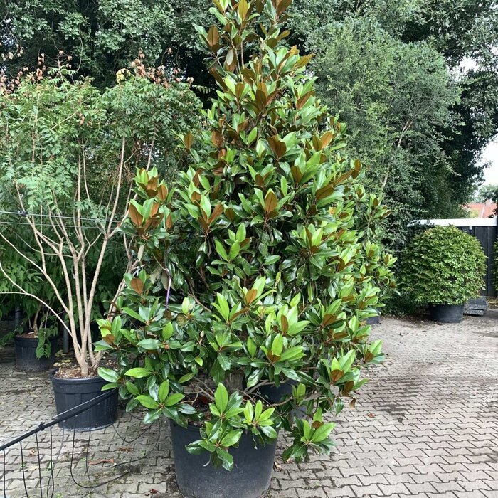 Beverboom (Struik) - Magnolia grandiflora 'Galissonnière'
