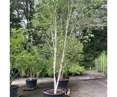 Meerstammige witte Berk - Betula utilis 'Doorenbos' meerstammig
