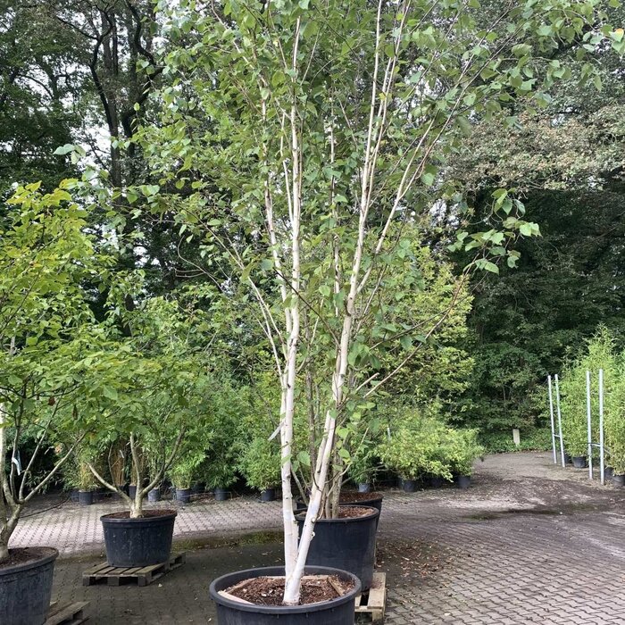Meerstammige witte Berk - Betula utilis 'Doorenbos' meerstammig