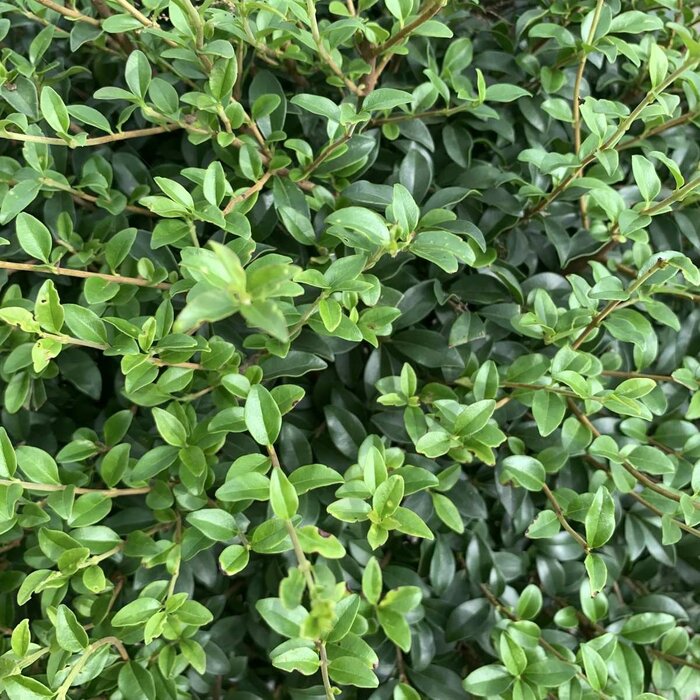Liguster op stam - Ligustrum delavayanum