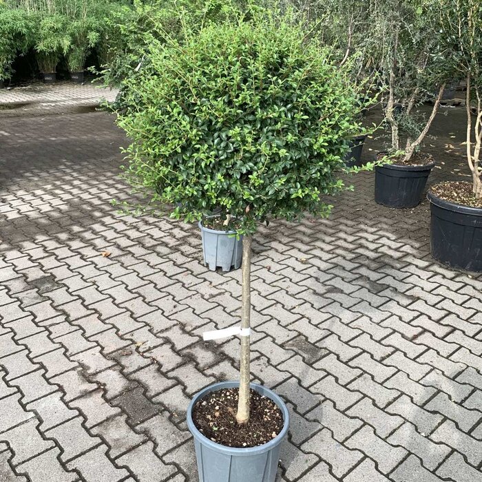 Liguster op stam - Ligustrum delavayanum