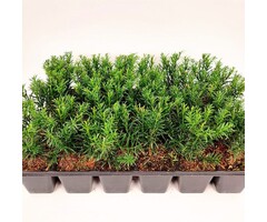 Taxus media 'Groenland' (tray 24 stuks)