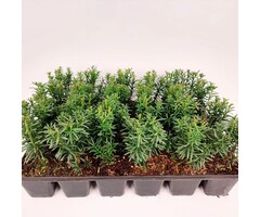Taxus media 'Hicksii' (tray 24 stuks)