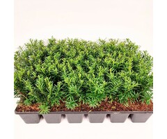 Taxus baccata (tray 24 stuks)