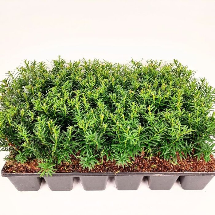 Taxus baccata (tray 24 stuks)