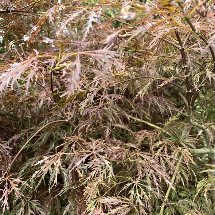 Japanse esdoorn op stam - Acer palmatum 'Garnet'