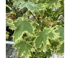 Bonte esdoorn - Acer platanoides 'Drummondii'