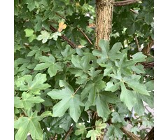 Spaanse aak - Acer campestre 'Elsrijk'