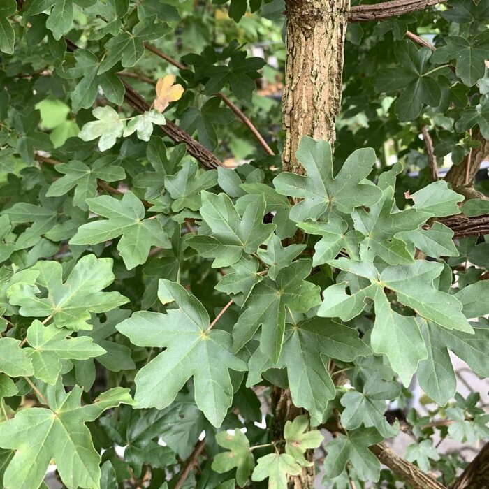 Spaanse aak - Acer campestre 'Elsrijk'