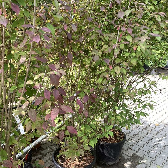 Schoonvrucht (Callicarpa bodinieri 'Profusion')