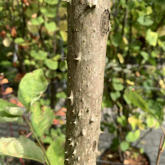 Duivelswandelstok (Aralia elata)