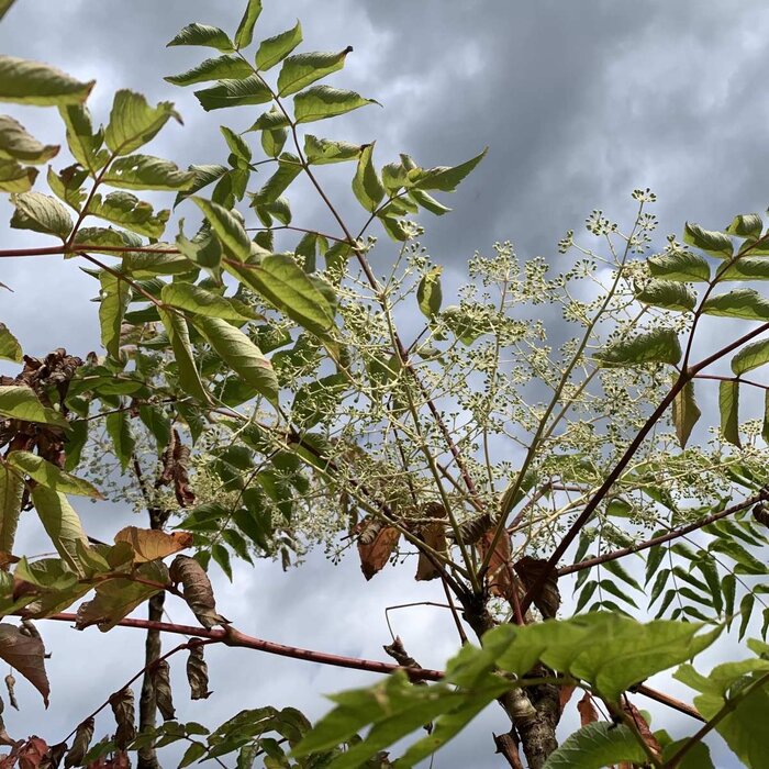 Duivelswandelstok (Aralia elata)