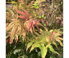 Japanse esdoorn - Acer palmatum 'Osakazuki'