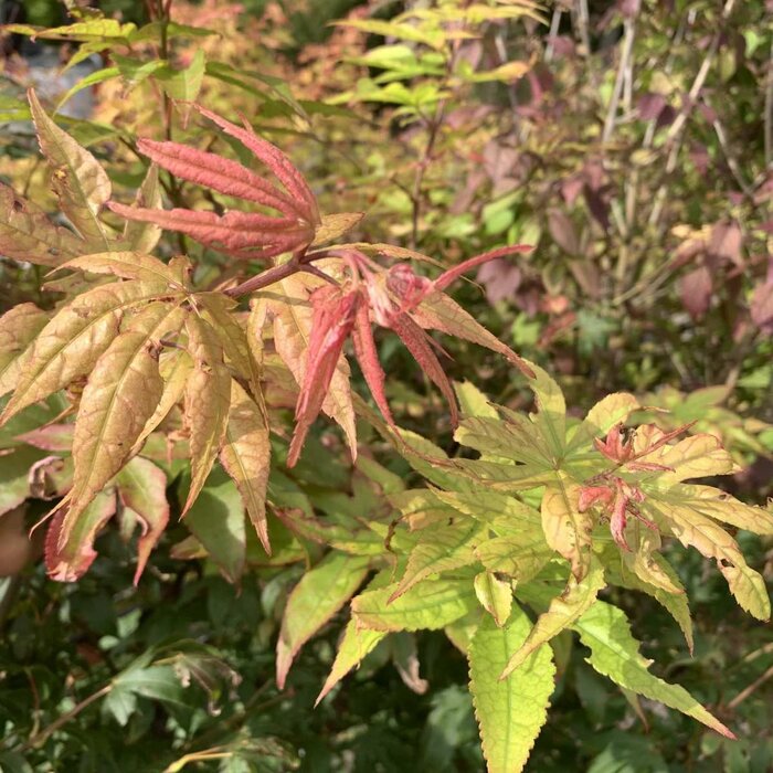 Japanse esdoorn (Acer palmatum 'Osakazuki')