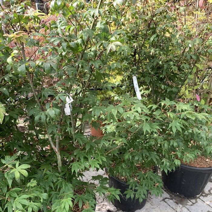 Japanse esdoorn (Acer palmatum 'Osakazuki')