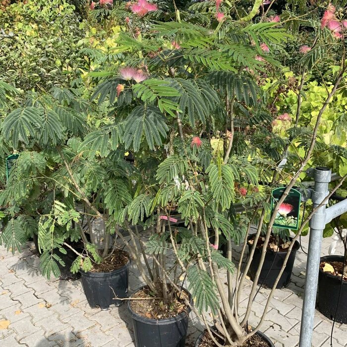 Perzische slaapboom (Albizia julibrissin 'Boubri' )