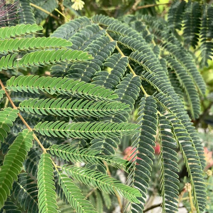 Perzische slaapboom - Albizia julibrissin