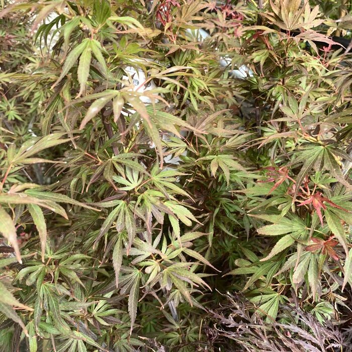 Japanse esdoorn (Acer palmatum 'Shaina')